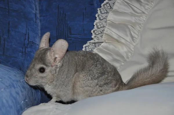 Chinchilla — Stock Photo, Image