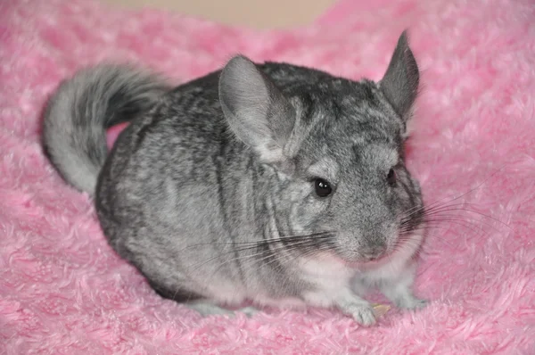 Chinchilla — Stockfoto