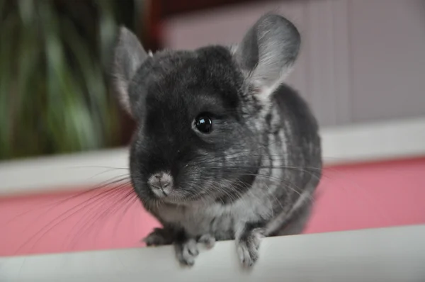 Chinchilla —  Fotos de Stock