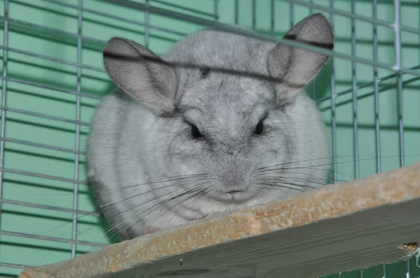 Chinchilla — Stock Photo, Image