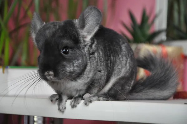 Chinchilla —  Fotos de Stock