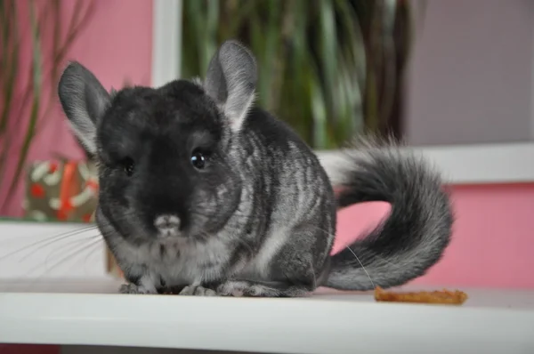 Chinchilla vagyok. — Stock Fotó