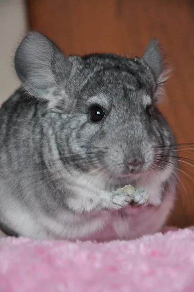 Chinchilla — Stockfoto