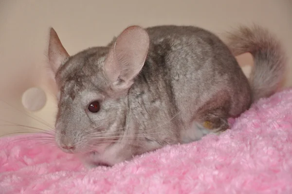 Chinchilla vagyok. — Stock Fotó