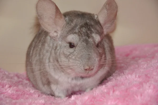 Chinchilla — Stock Photo, Image