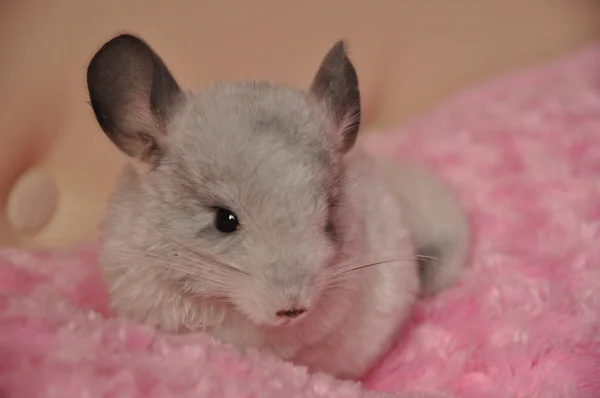 Chinchilla vagyok. — Stock Fotó