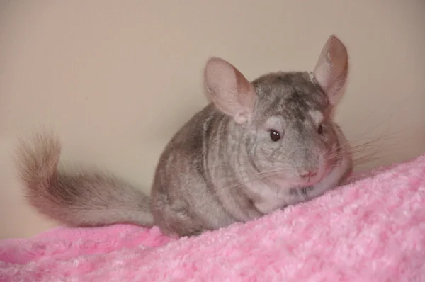 Chinchilla — Photo