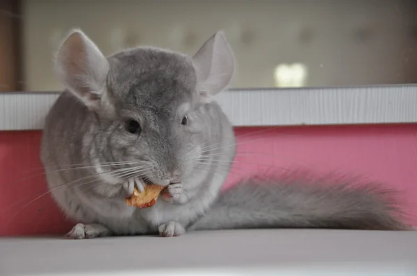 Chinchilla — Stockfoto