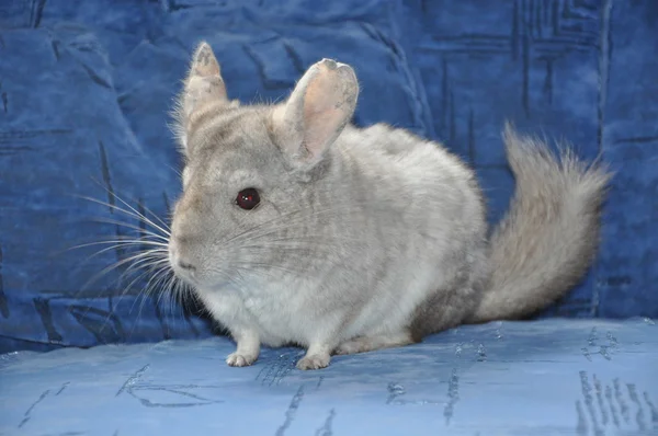 Chinchilla — Stockfoto