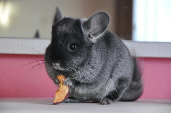 Chinchilla — Stockfoto