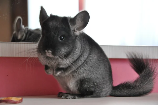 Chinchilla —  Fotos de Stock