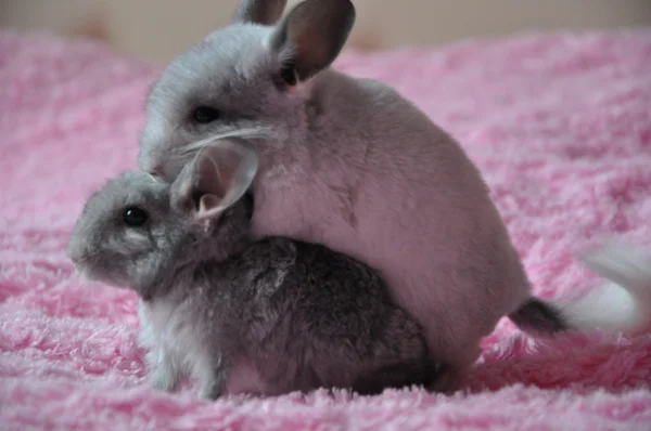 Chinchilla — Stock Photo, Image