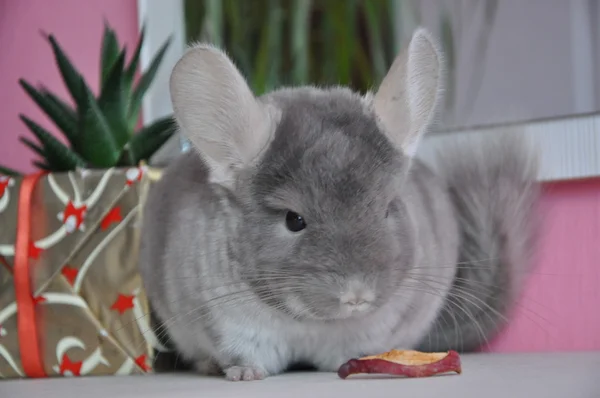 Chinchilla — Stockfoto