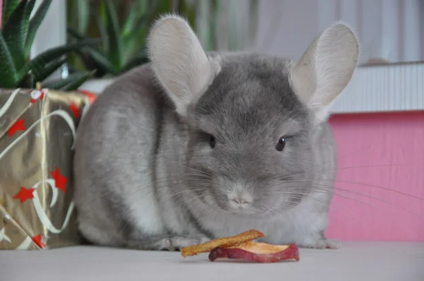 Chinchilla — Stockfoto