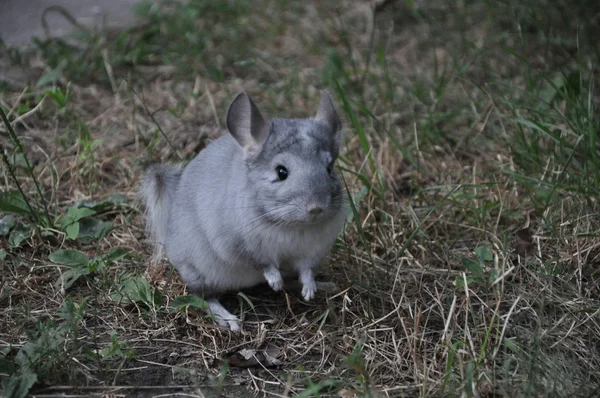 チンチラ — ストック写真