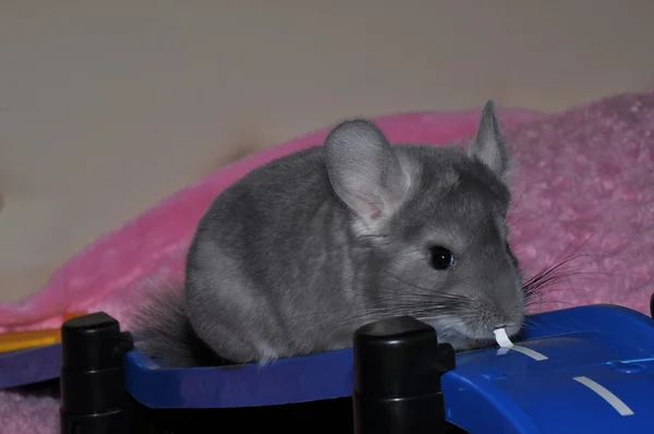 Chinchilla — Stockfoto