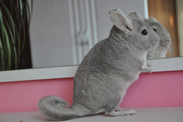 Chinchilla — Stockfoto