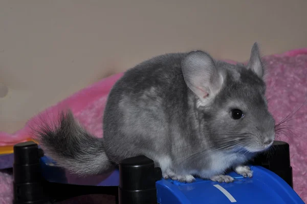 Chinchilla — Photo