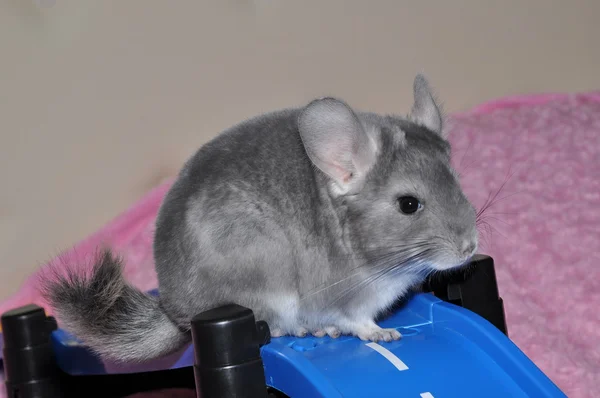 Chinchilla — Photo