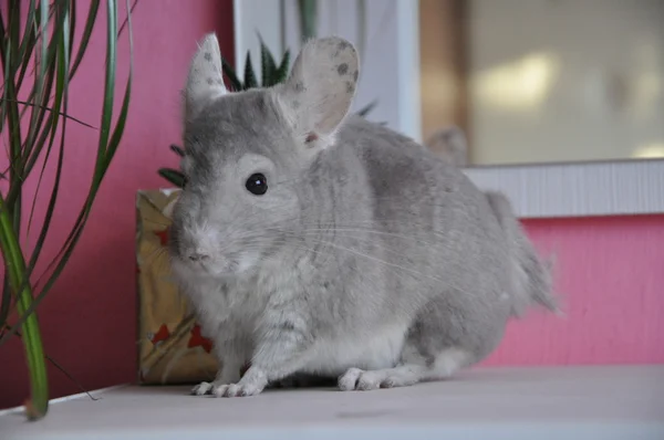 Chinchilla —  Fotos de Stock