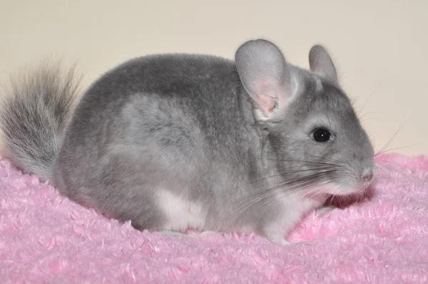 Chinchilla — Photo