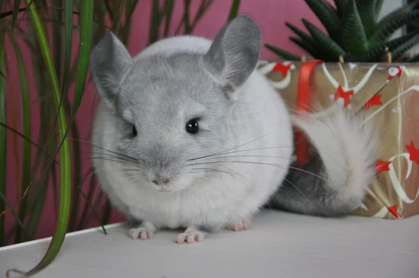 Chinchilla — Stockfoto