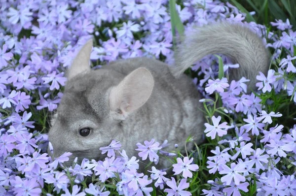 Chinchilla — Photo