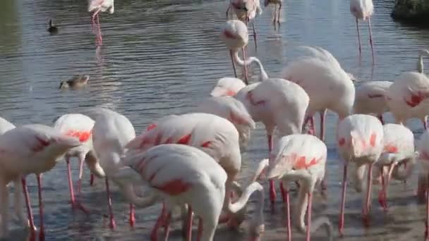 Die Gruppe der Flamingos — Stockvideo