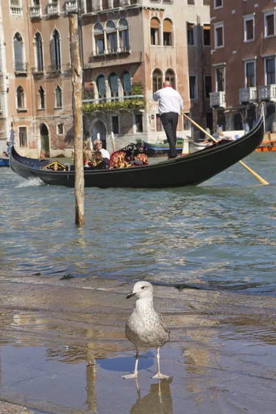 Gran Canal con góndola (Venecia, Italia) ) —  Fotos de Stock