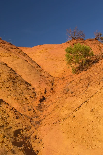 Paesaggio colorato con albero . — Foto Stock