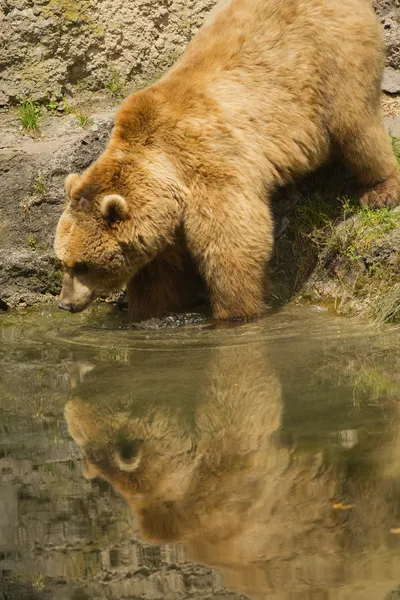 Urso castanho tomando banho no lago . — Fotografia de Stock