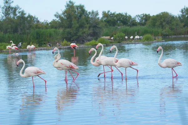 Grupo de flamingos no lago . — Fotografia de Stock