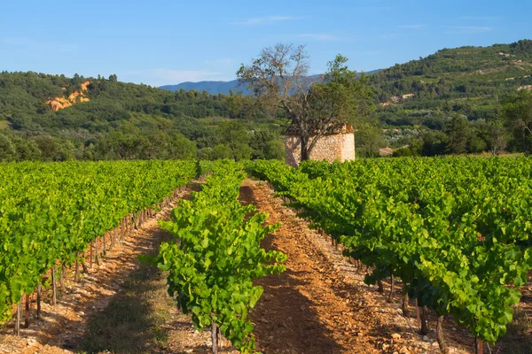 Landscape with vineyard — Stock Photo, Image