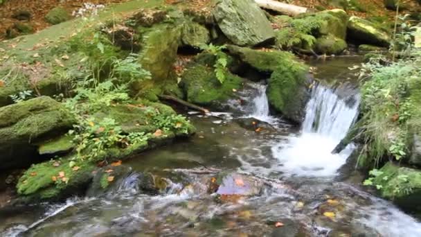 Vreedzame vloeiende stream in het forest — Stockvideo