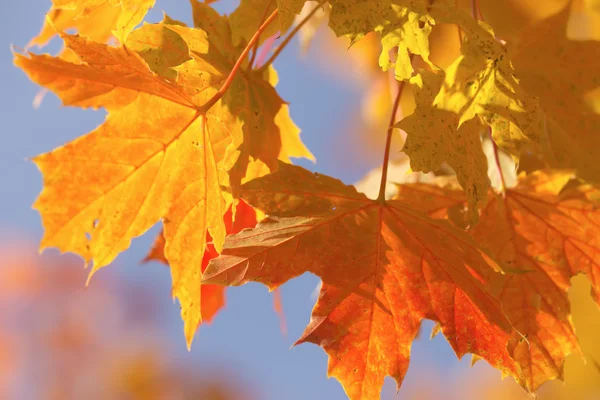 Färgstarka bakgrund av lönn löv. — Stockfoto