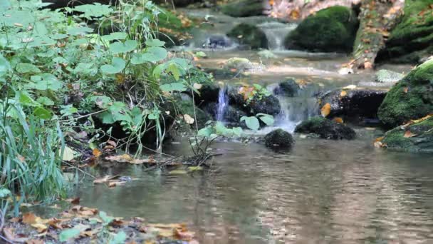 Arroyo y planta verde. en el bosque — Vídeo de stock