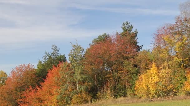 Осенние цветные деревья — стоковое видео