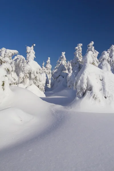 Vista de inverno de árvores cobertas de neve — Fotografia de Stock