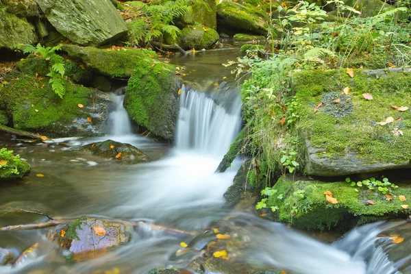 Fließender Bach im Herbstwald — Stockfoto