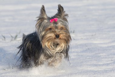 küçük yorkshire terrier karda koşma