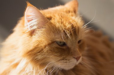 güzel zencefil kedi portresi