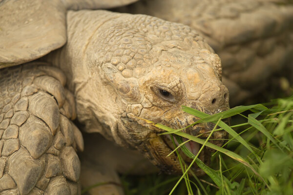 Портрет гигантской черепахи
.