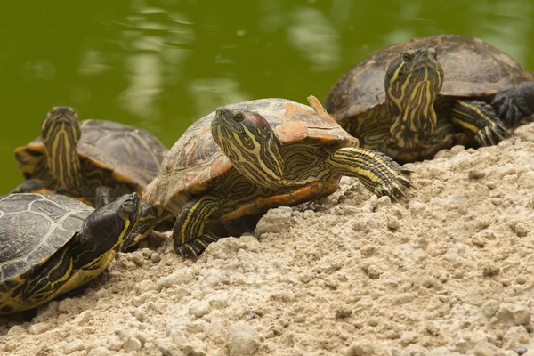 Een mooie schildpad familie — Stockfoto