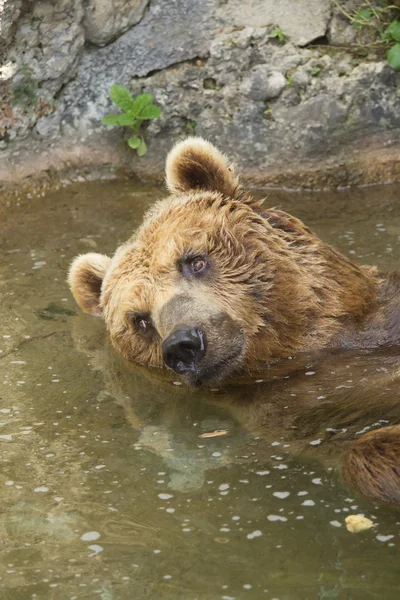 Urso castanho tomando banho no lago . — Fotografia de Stock