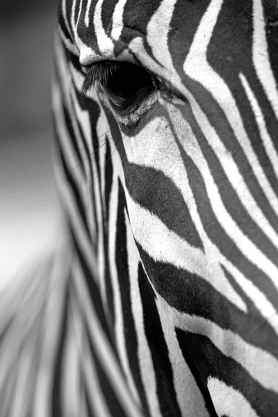 Textura da pele zebra monocromática — Fotografia de Stock