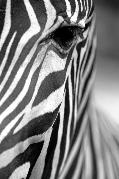 Monochromatisch zebra huid textuur — Stockfoto