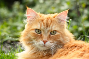 güzel zencefil kedi portresi
