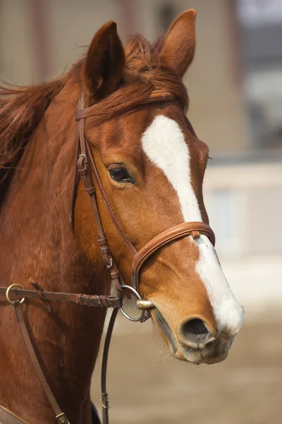 Portrait d'un cheval — Photo