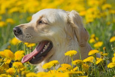 golden retriever baş shot