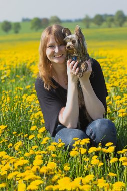 karahindiba çayırda yorkshire terrier ile genç kız